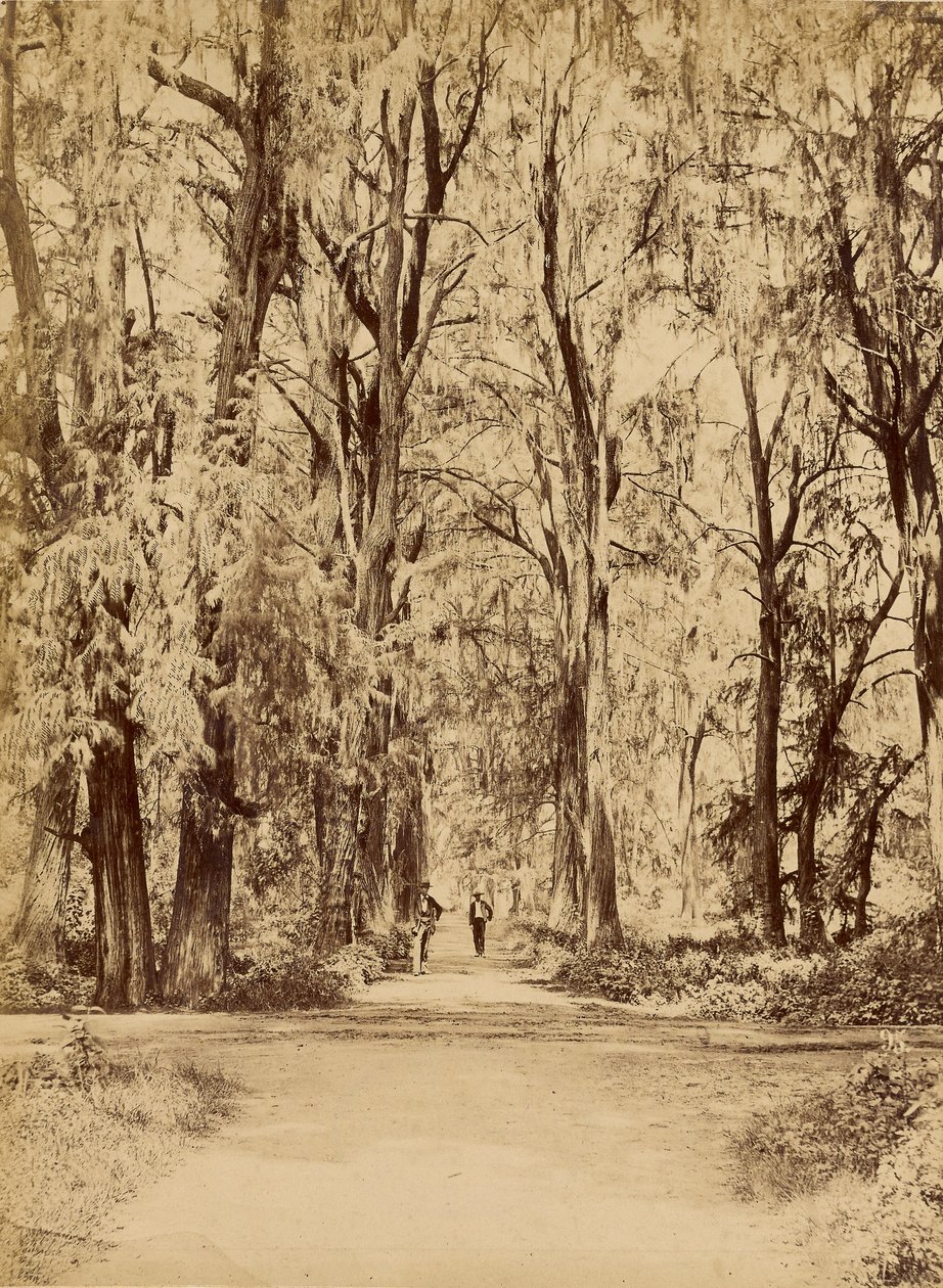 México. Bosque de Chapultepec, cerca de México de Abel Briquet