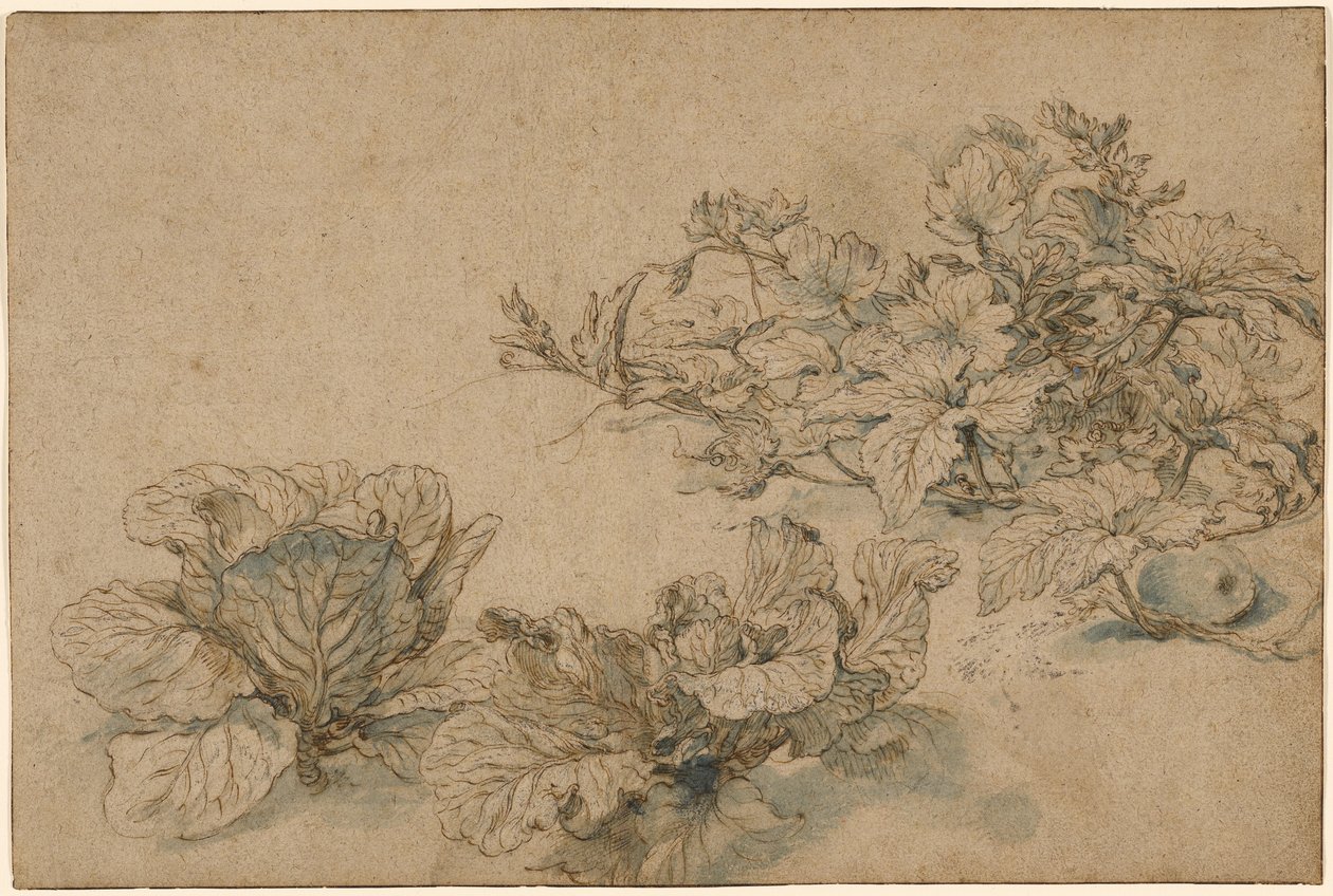 Estudios sobre una planta de médula y las coles de Abraham Bloemaert