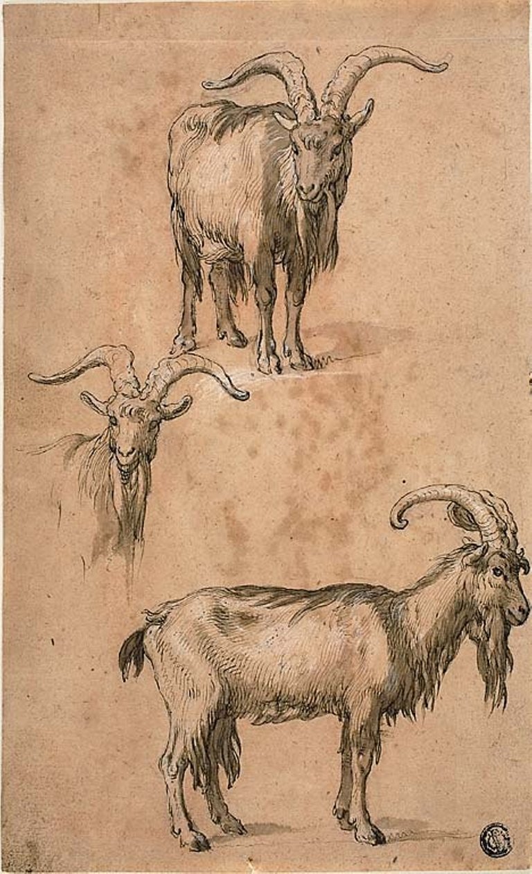 Tres bocetos de una cabra (recto) Drapería de figura femenina de pie (verso) de Abraham Bloemaert
