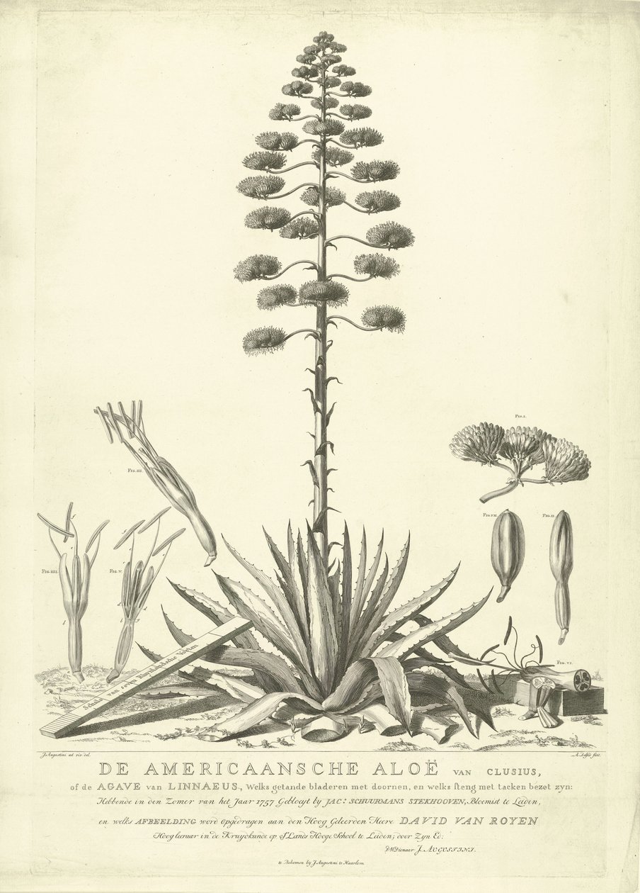 Aloe americano floreciente, 1757 El Aloe Americano de Clusius, o el Agave de Linnaeus (...) Habiendo Florecido en el Verano del Año 1757 por Jac: Schuurmans Stkehooven, Florista en Leiden (título sobre objeto) de Abraham Delfos
