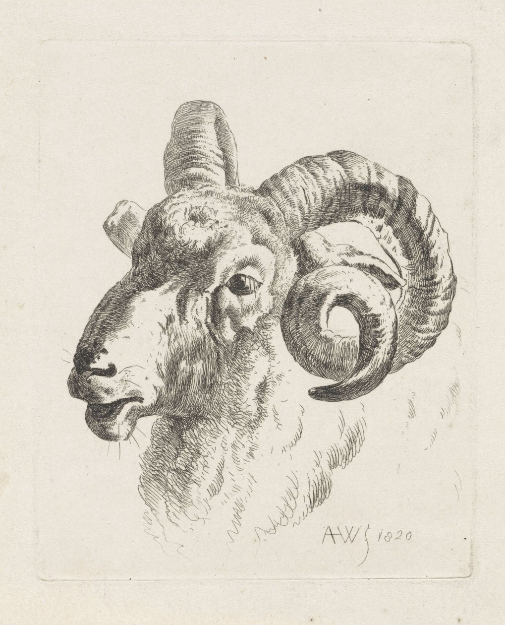 cabeza de carnero a la izquierda de Abraham Hendrik Winter