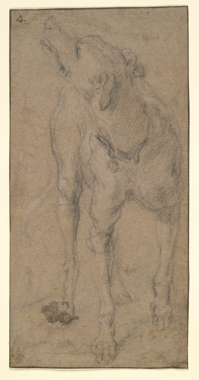 Estudio de una perra de Abraham Hondius
