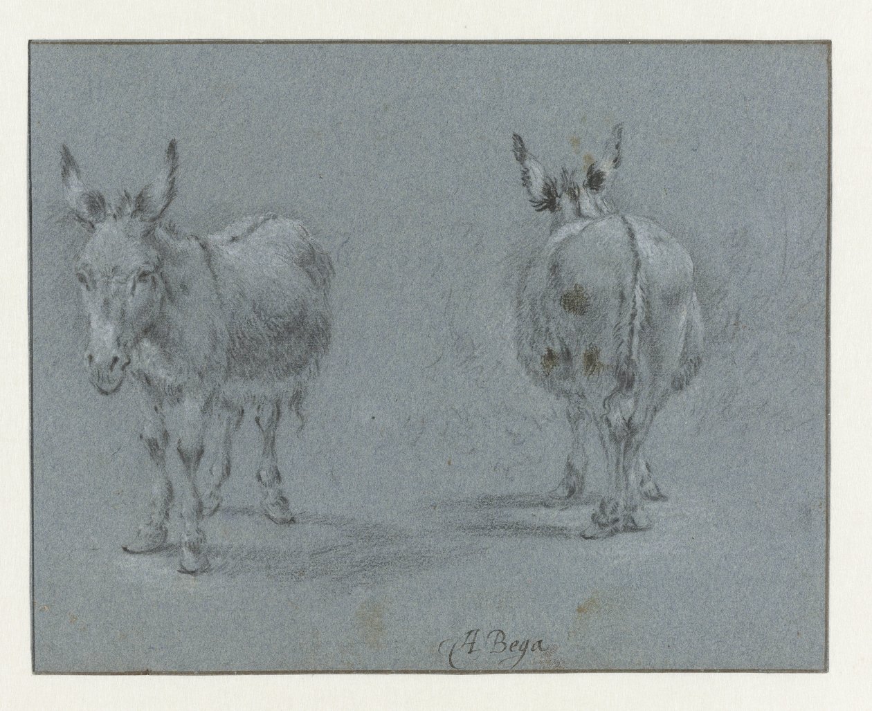 Dos estudios de un burro, visto de frente y por detrás de Abraham Jansz Begeyn