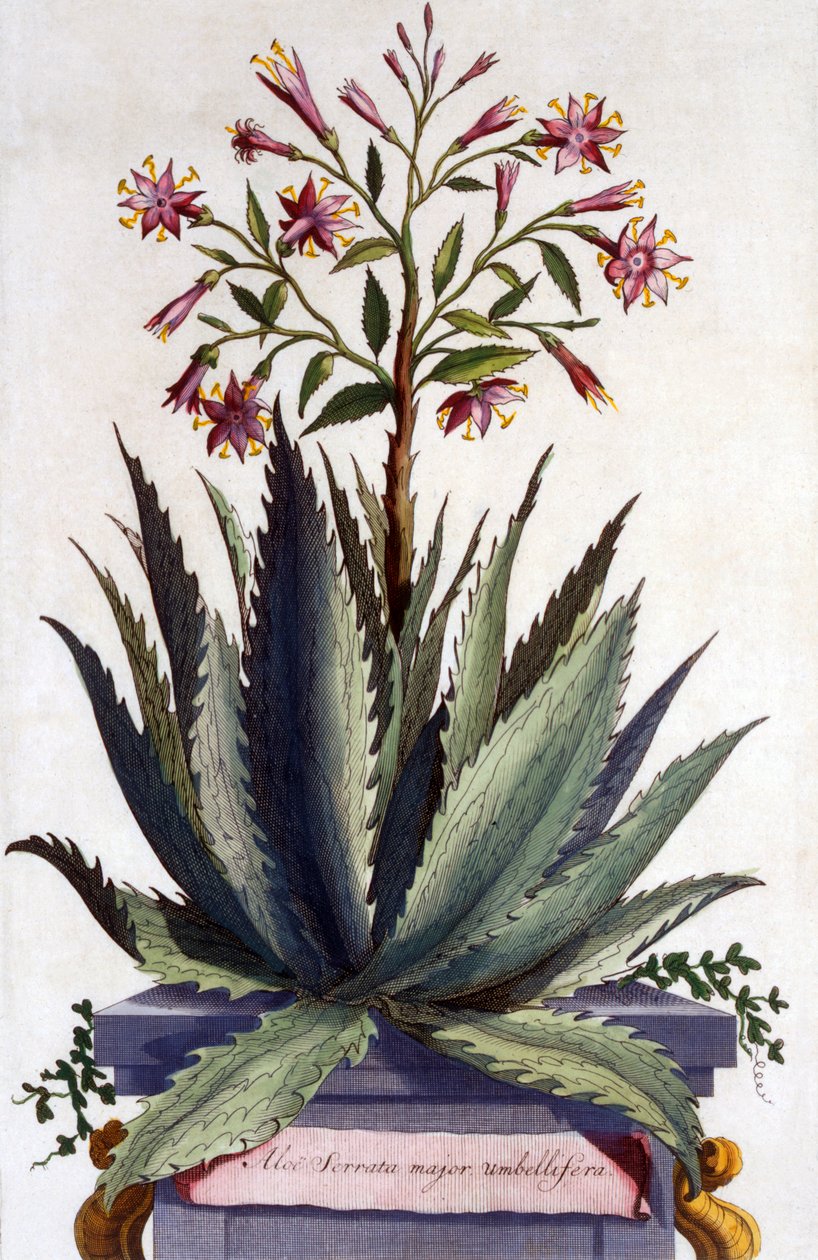 Aloe Serrata major umbellifera, de 