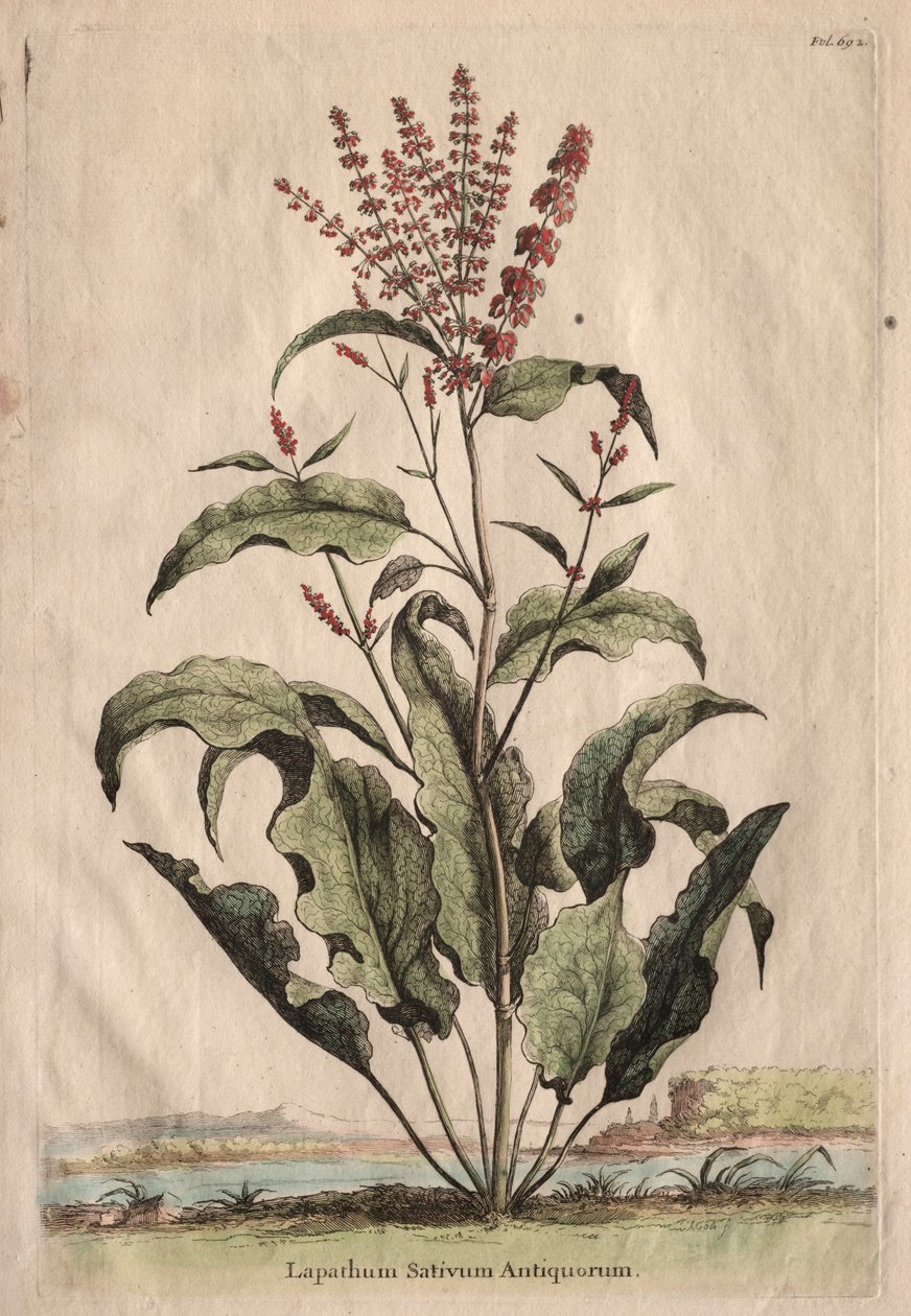 Phytographia Curiosa: Lapathum Sativum Antiquorum de Abraham Munting
