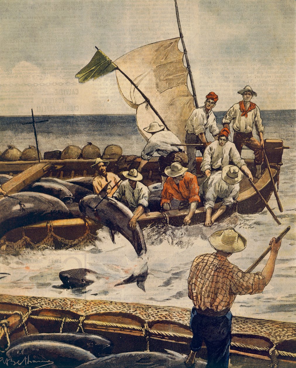 Pesca extraordinaria de atún rojo en la Isla Piana, Cerdeña, por Achille Beltrame, de La Domenica del Corriere, 30 de junio de 1900 de Achille Beltrame