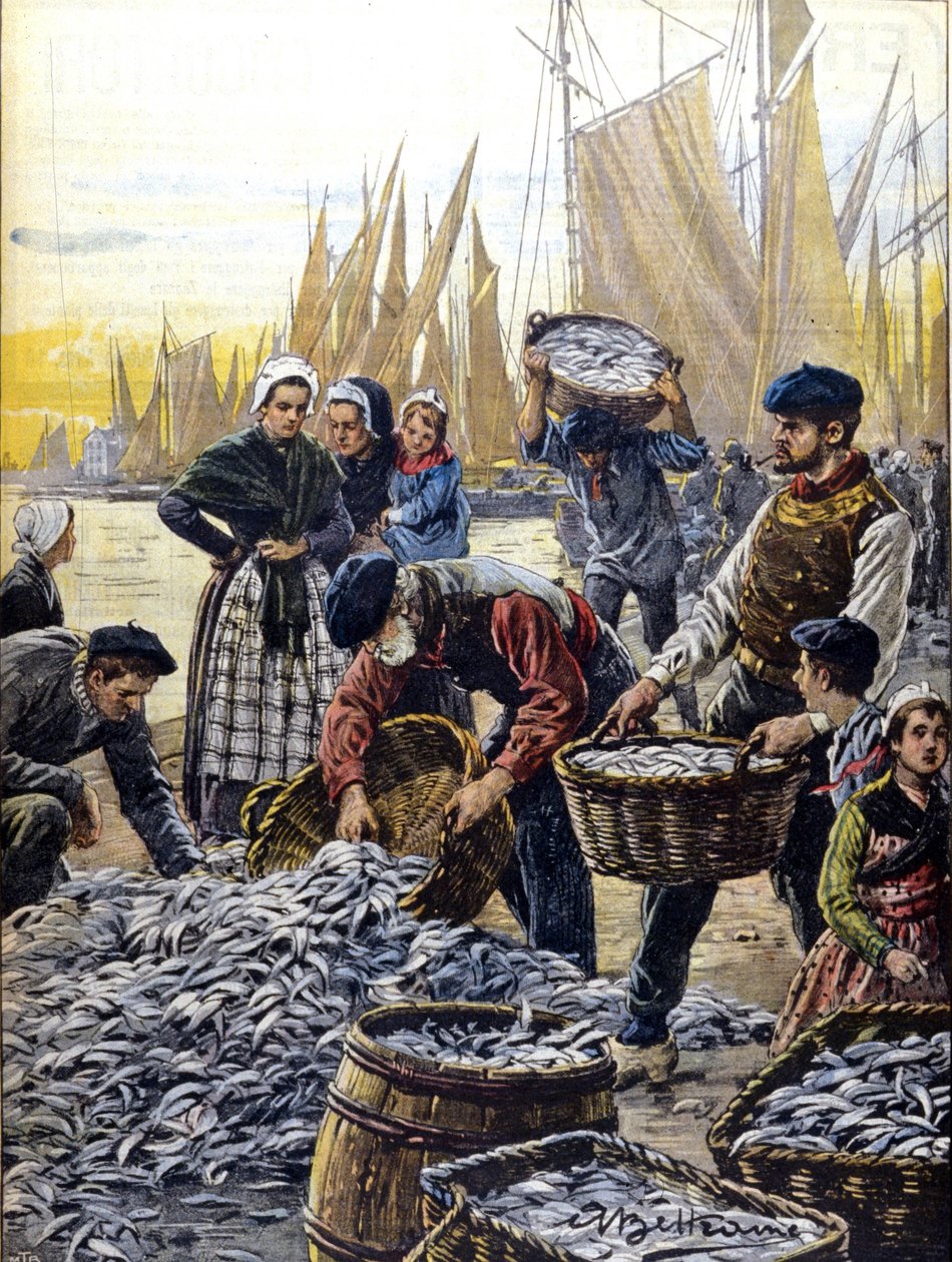 Pesca de sardinas en Bretaña en 1903 (Ilustración de Achille Beltrame) de Achille Beltrame