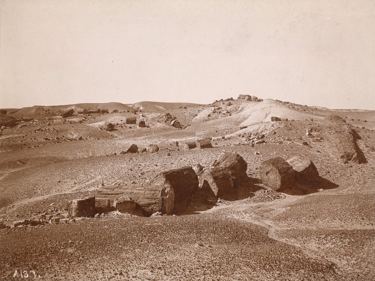 En el Bosque Petrificado (Vista general, Middle Park),c.1895-1897 (foto) de Adam Clark Vroman