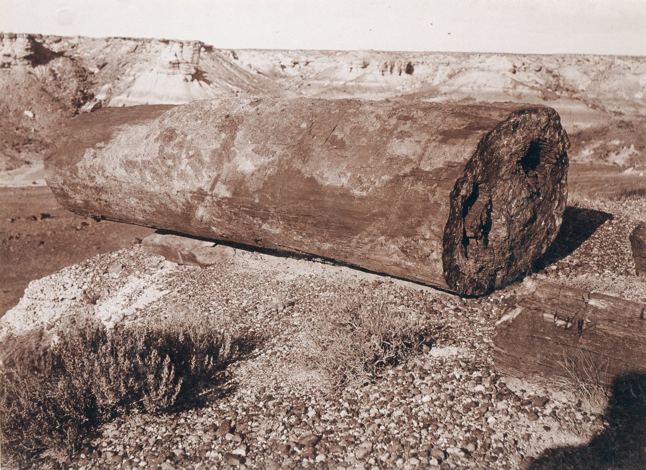 El gran cañón de troncos del Bosque Petrificado de Adam Clark Vroman