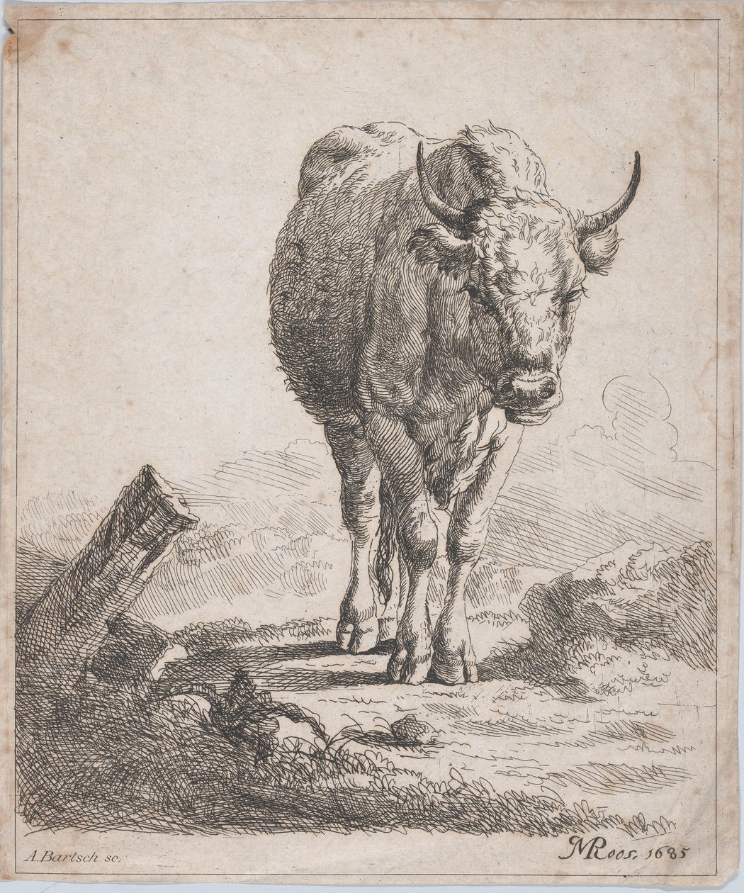 Una vaca, vista desde el frente, 1805 de Adam von Bartsch