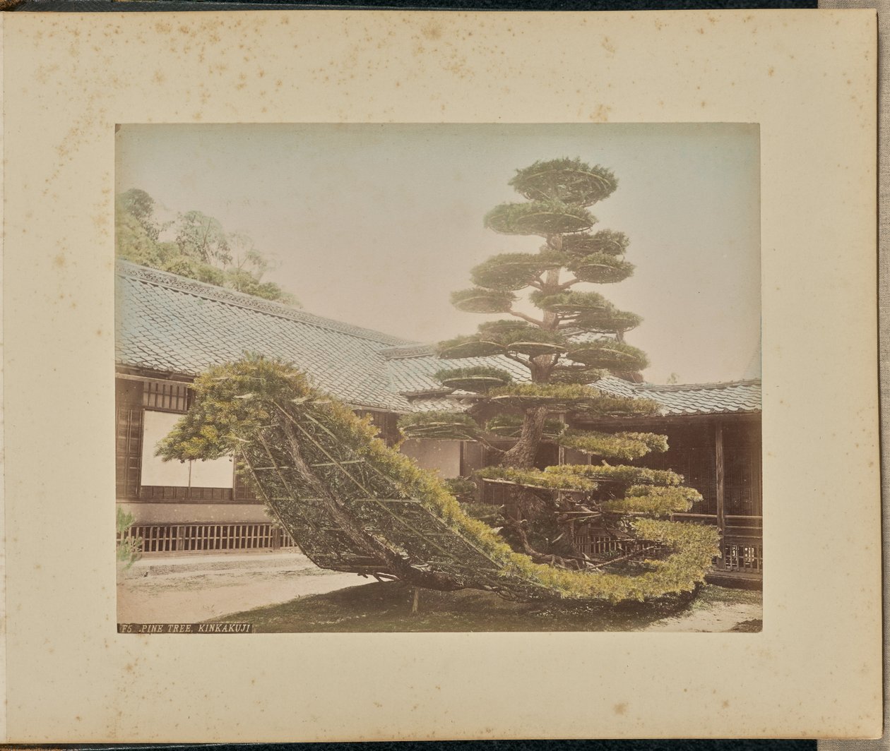 Pino, Kinkakuji de Adolfo Farsari