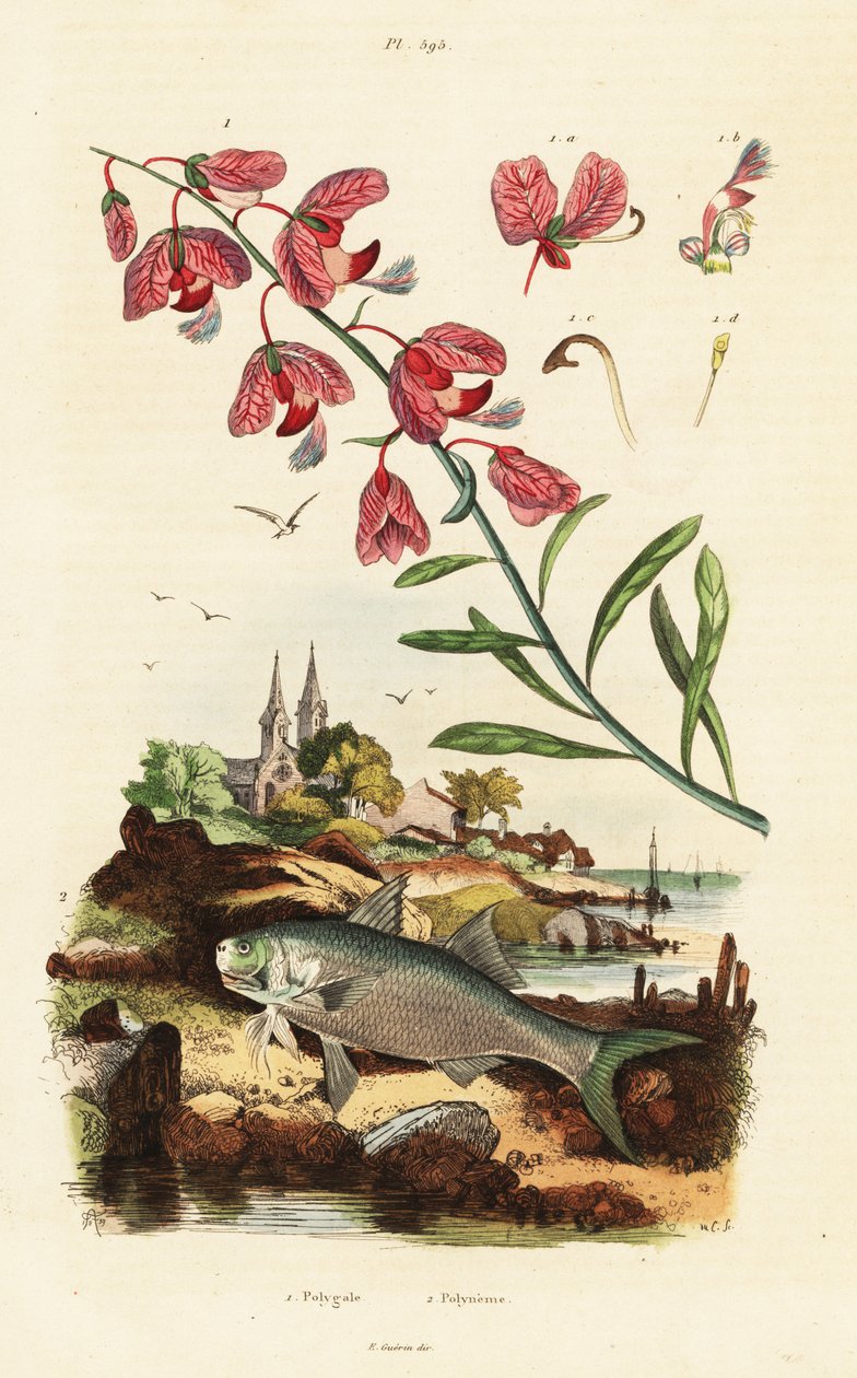 Lechuza del Cabo y paraíso de aleta amarilla. de Adolph (after) Fries
