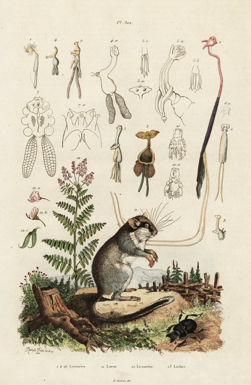 Lirón, copépodos y escarabajo. ,1834-1839 (grabado) de Adolph (after) Fries