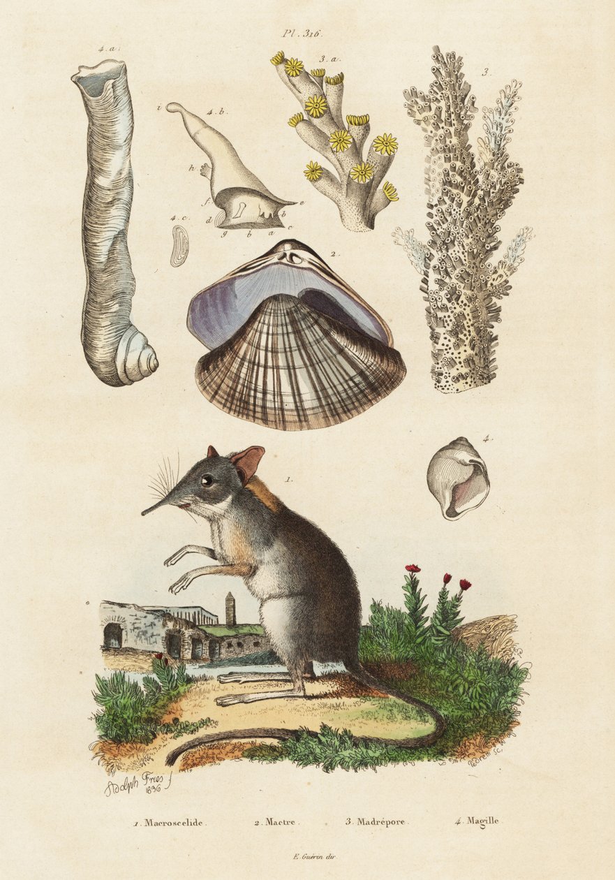 Musaraña elefante, almeja y corales.,1834-1839 (grabado) de Adolph (after) Fries