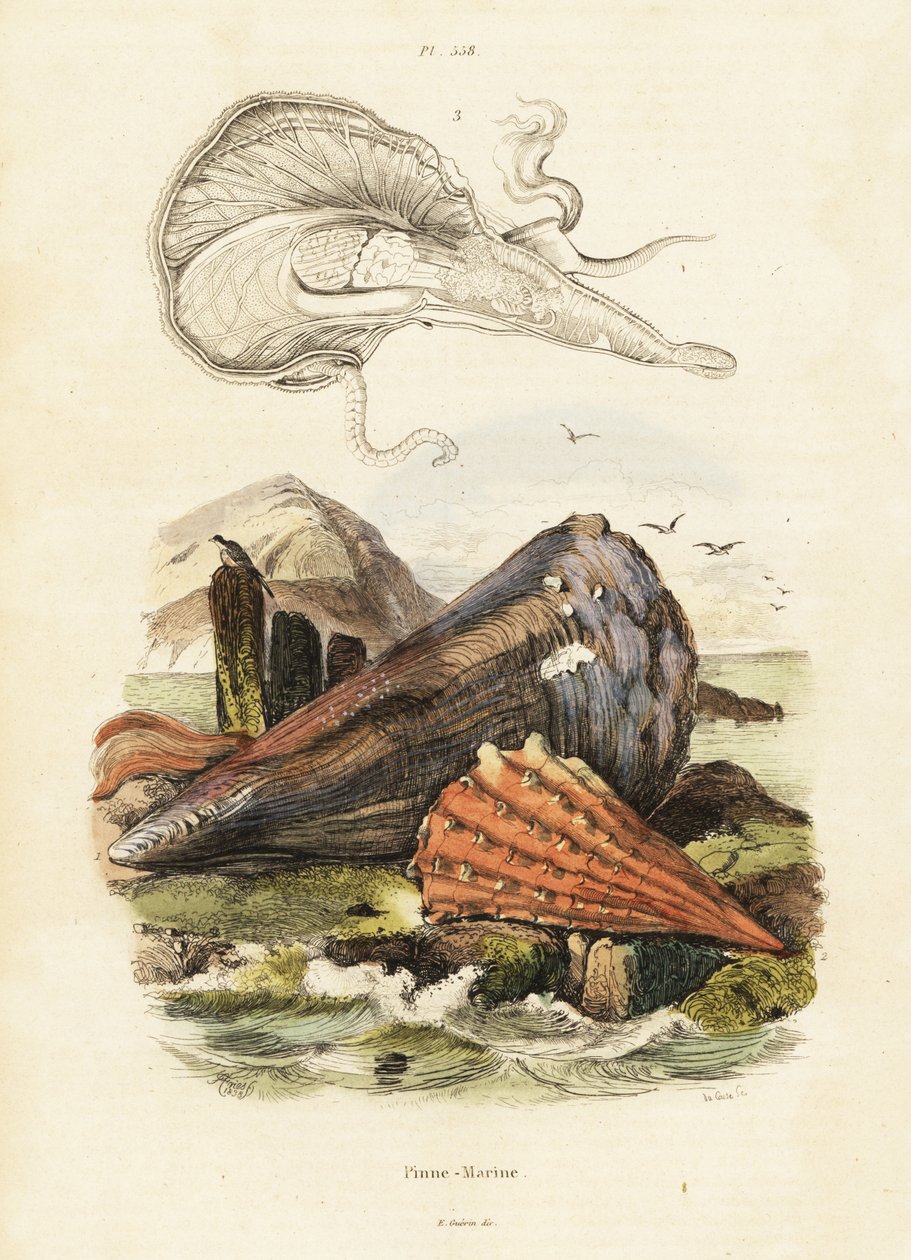Conchas de pluma o mejillones de abanico. ,1834-1839 (grabado) de Adolph (after) Fries