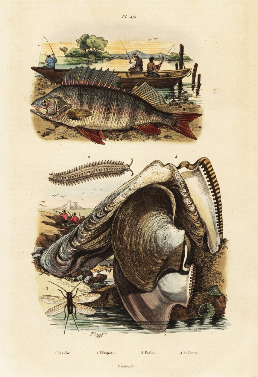 Perca, ostra perlada, gusano de terciopelo y crisopa.,1834-1839 (grabado) de Adolph (after) Fries