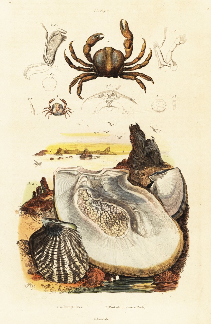 Cangrejos y ostras perladas, 1834-1839 (grabado) de Adolph (after) Fries