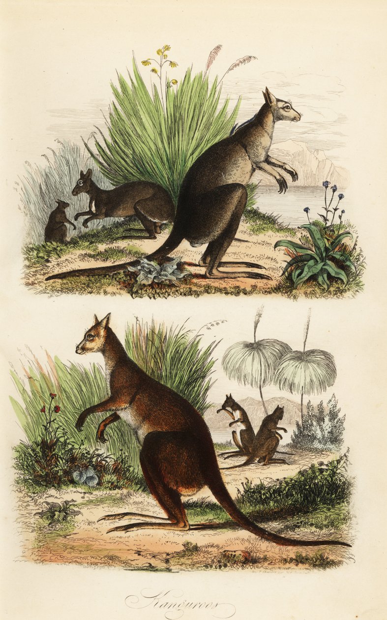Canguro rojo, Macropus rufus (abajo), canguro gris oriental, Macropus giganteus (arriba a la derecha), y canguro oscuro, Thylogale brunii (arriba a la izquierda) de Adolph (after) Fries