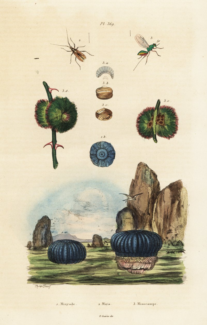 Anémona de mar e insectos.,1834-1839 (grabado) de Adolph (after) Fries