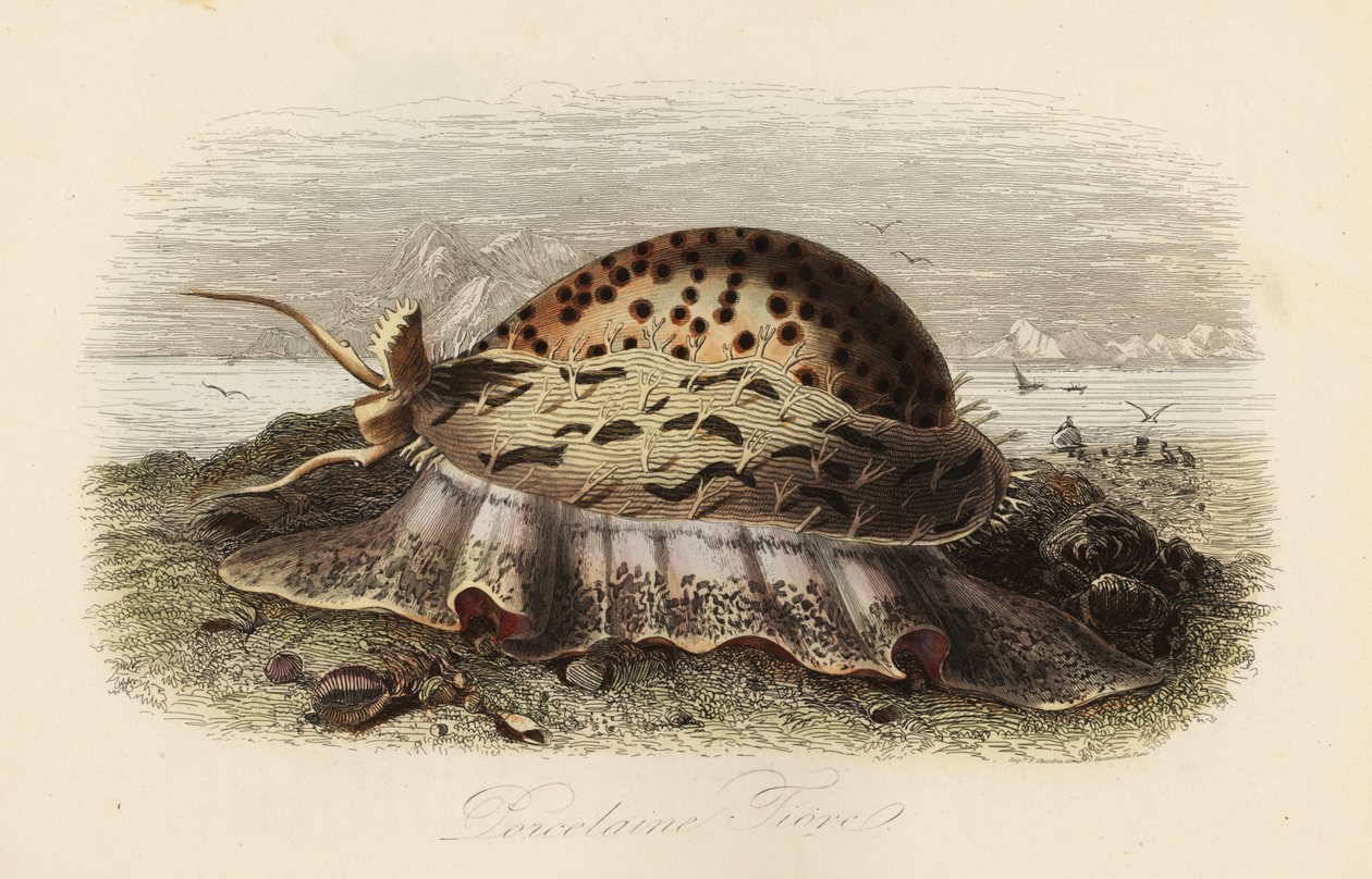 Cauri tigre, Cypraea tigris de Adolph (after) Fries