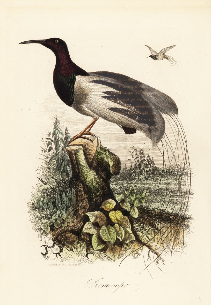 Pájaro de la paz, Seleucidis melanoleucus de Adolph (after) Fries