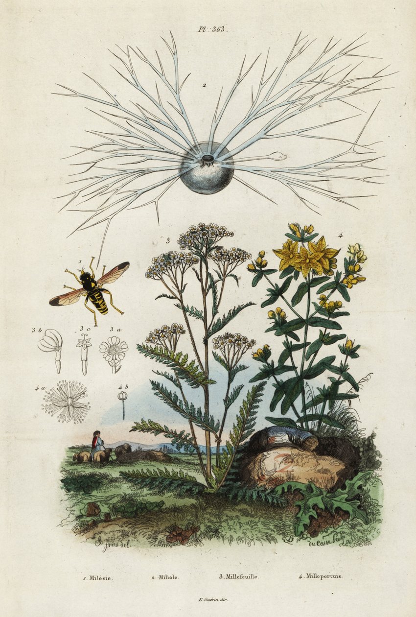 Milenrama, hierba de San Juan, foraminíferos y mosca de la luna, 1834-1839 (grabado) de Adolph (after) Fries