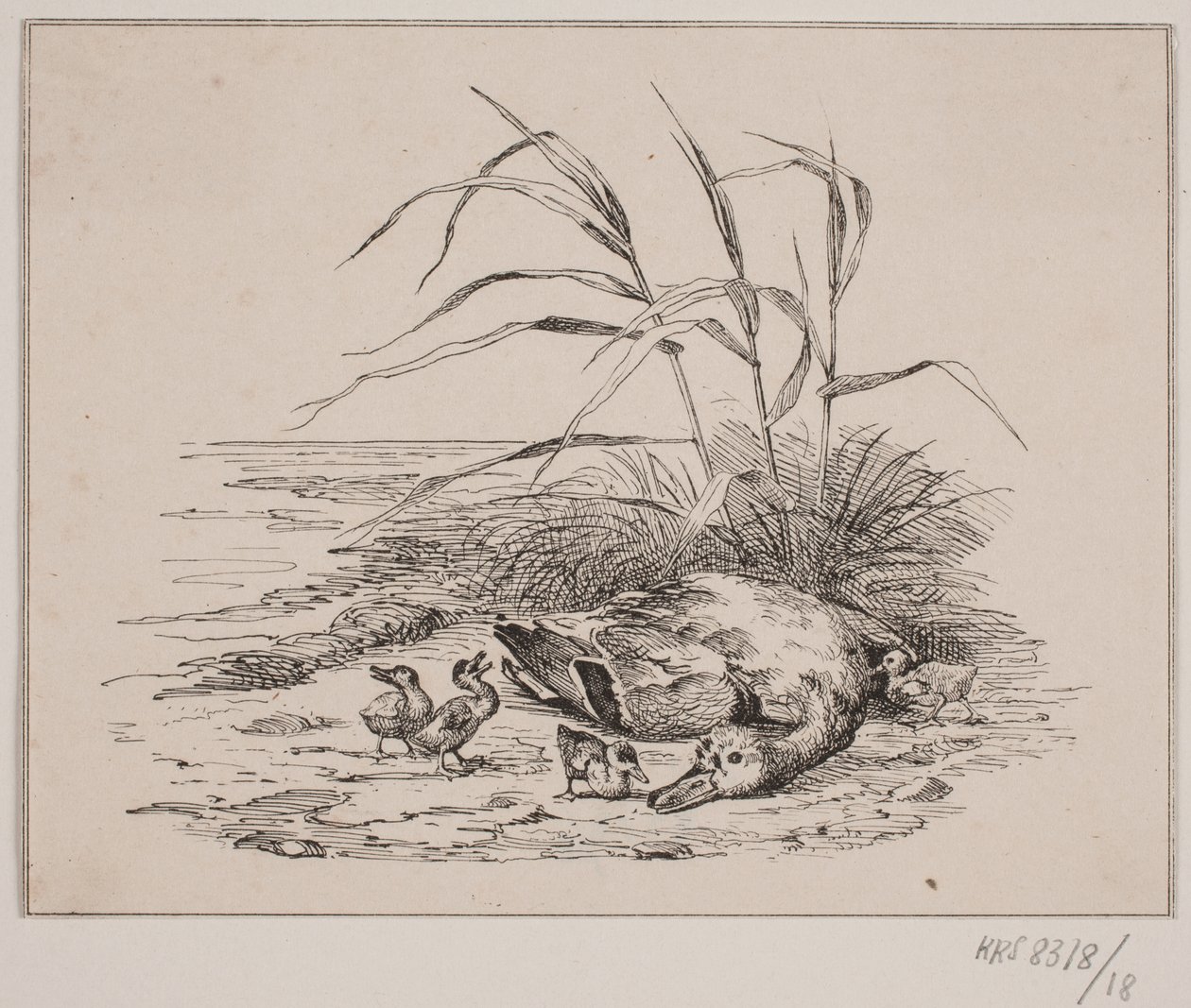 El pato muerto de Johan Adolph Kittendorff
