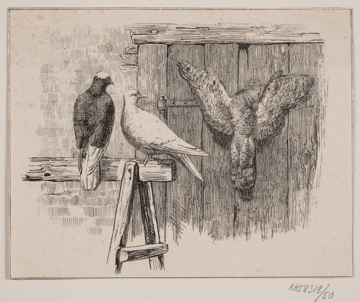 Las palomas de Johan Adolph Kittendorff