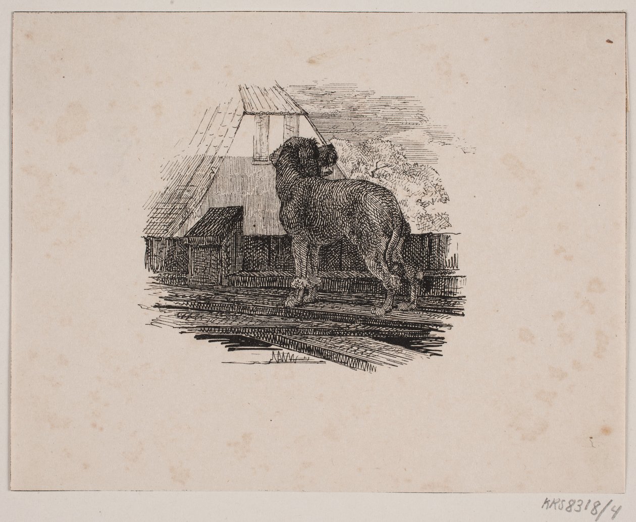 El caniche de Johan Adolph Kittendorff