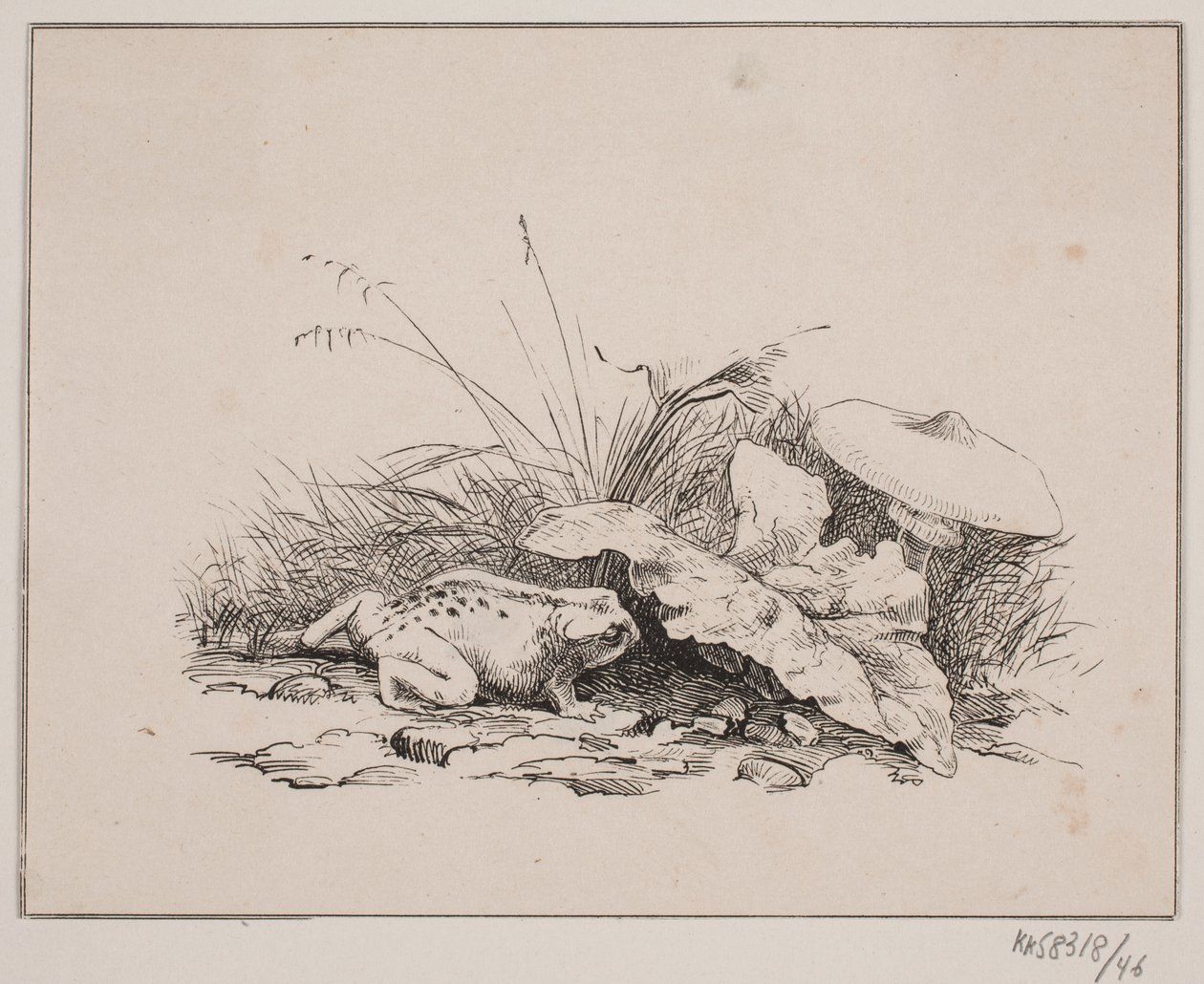 El sapo de Johan Adolph Kittendorff
