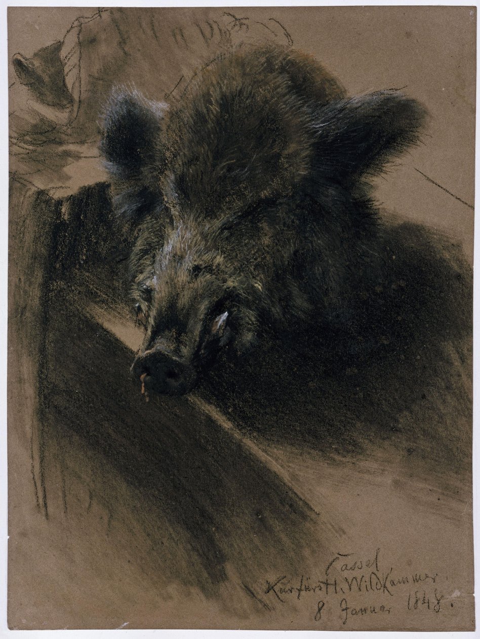 La cabeza de un jabalí en la sala de caza del príncipe elector de Kassel de Adolph Menzel
