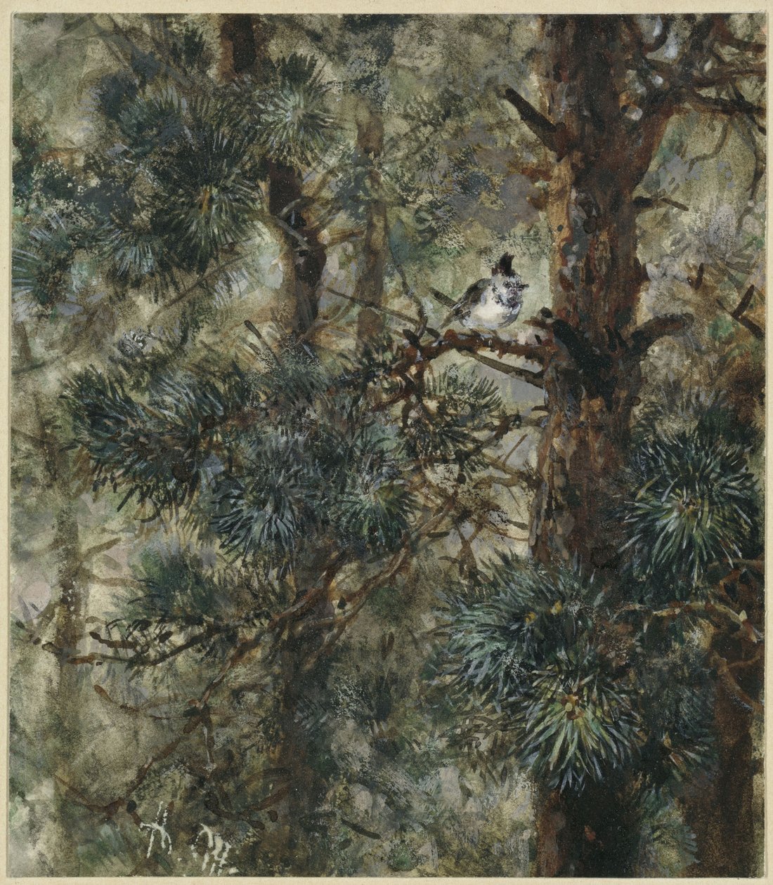 El carbonero de cresta entre las ramas de un pino. Del «Álbum infantil» de Adolph Menzel