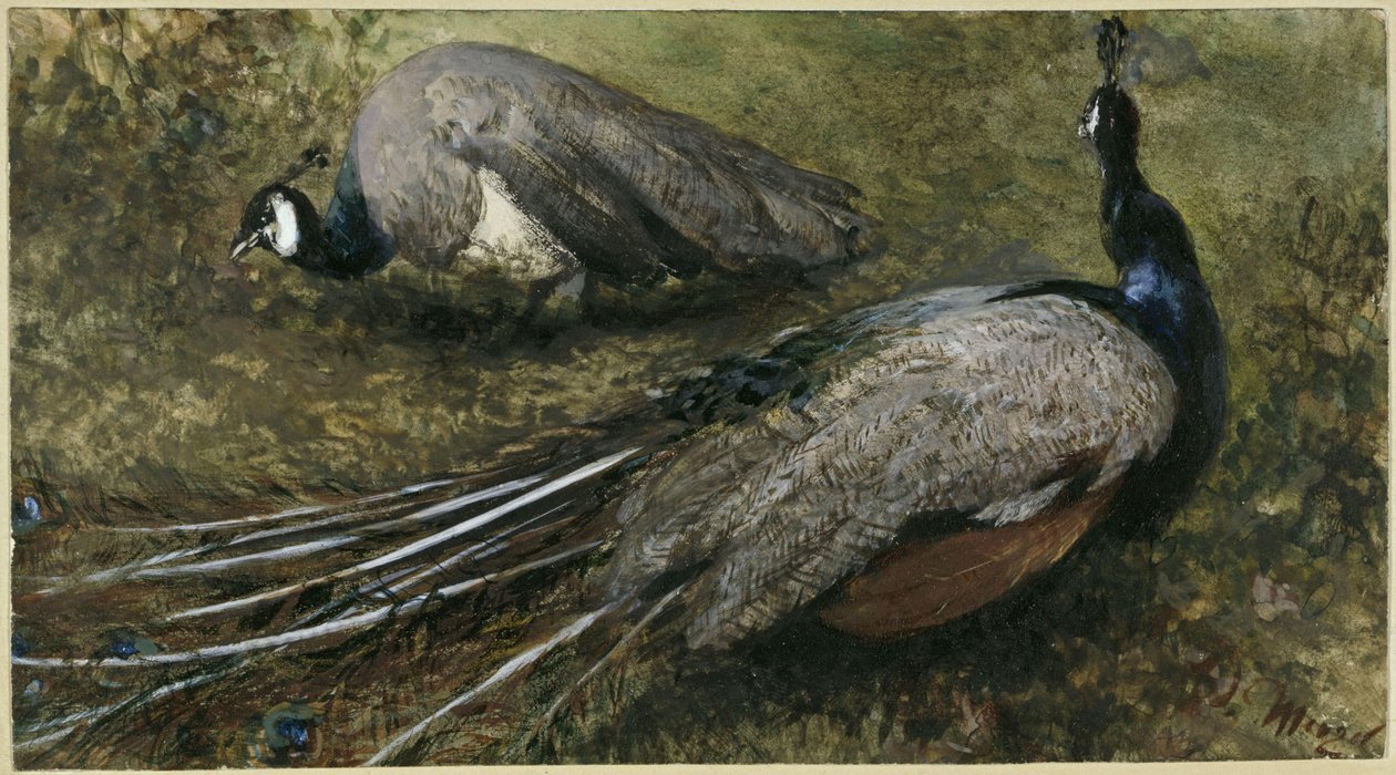Los dos pavos reales. Del «Álbum infantil» de Adolph Menzel