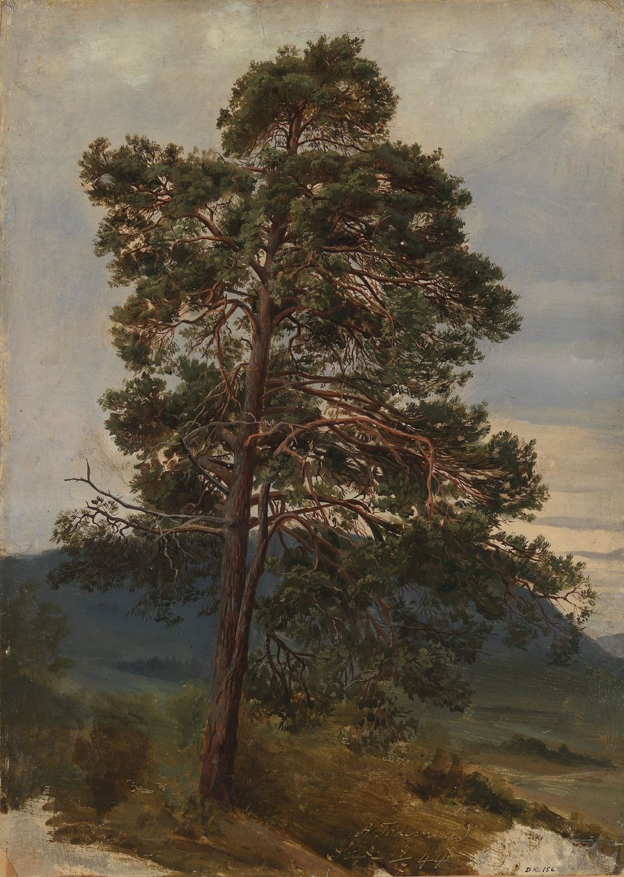 Estudio de un pino de Adolph Tidemand
