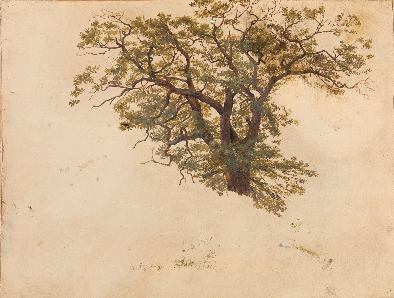Estudio de un roble de Adolph Tidemand