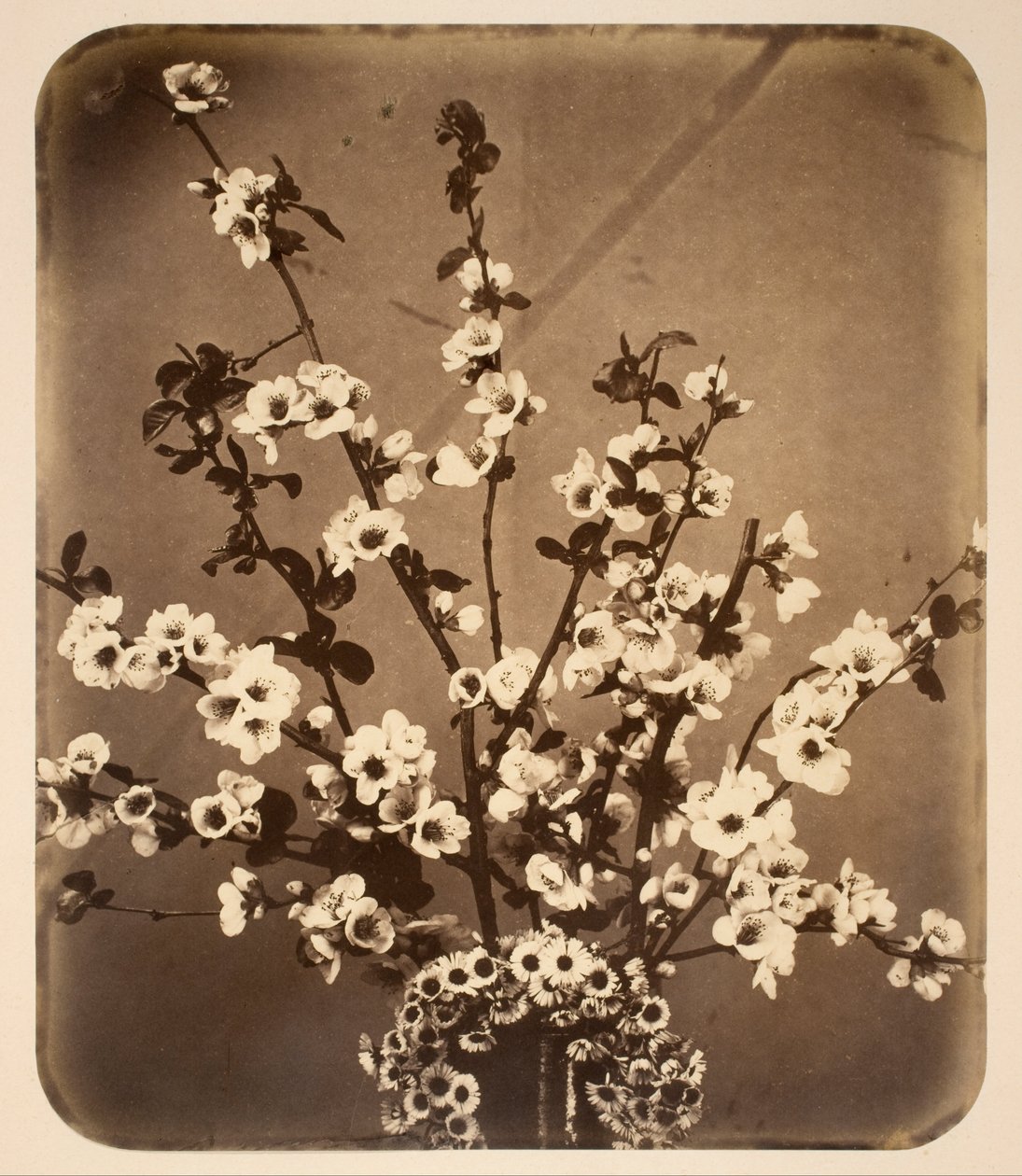 Naturaleza Muerta Floral de Adolphe Braun