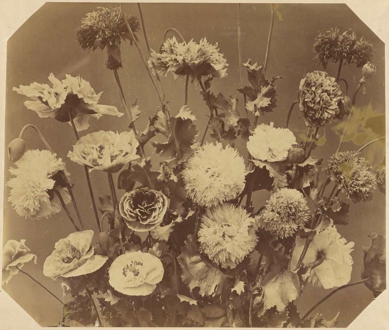 [Flores] de Adolphe Braun