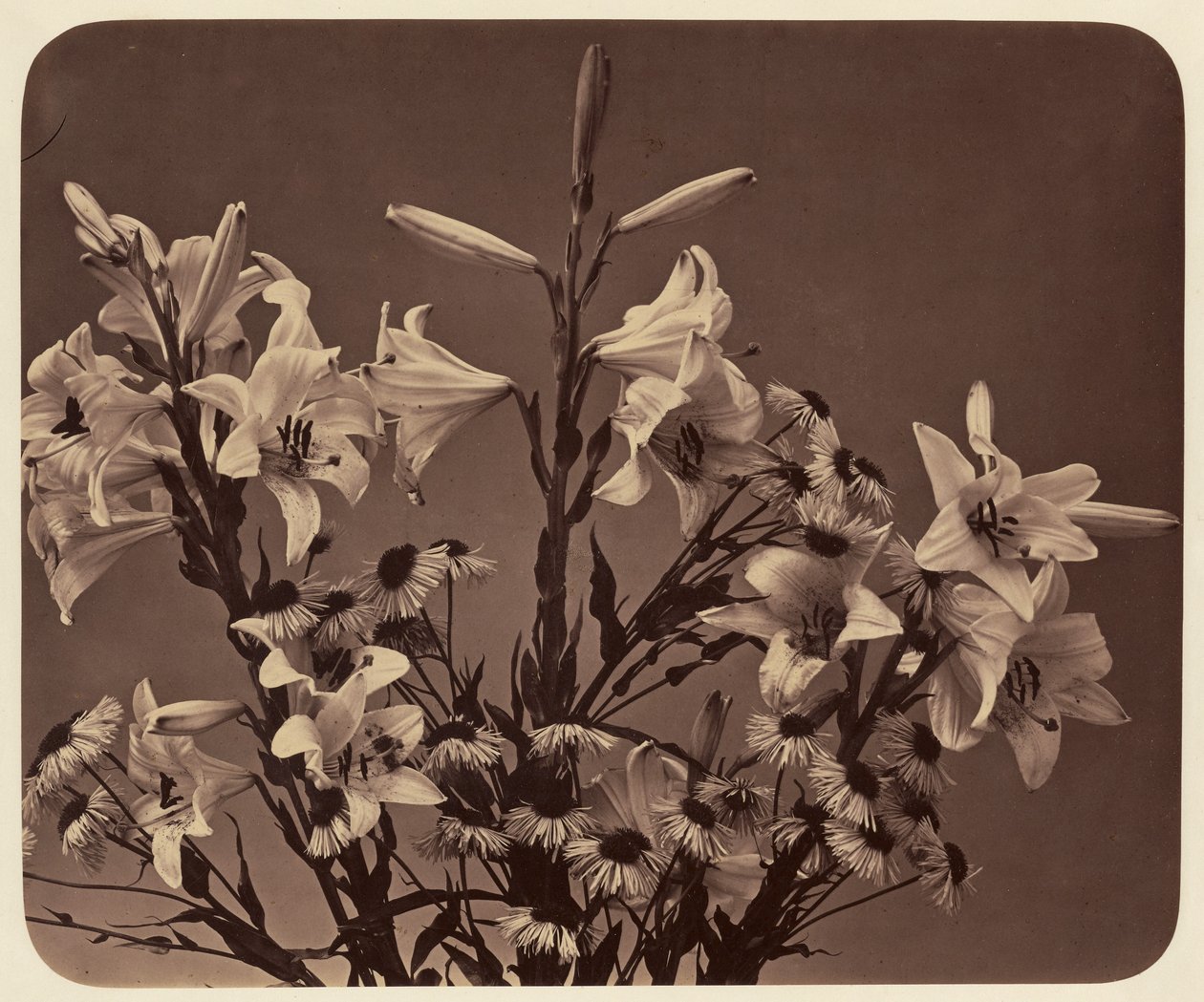 [Flores] de Adolphe Braun