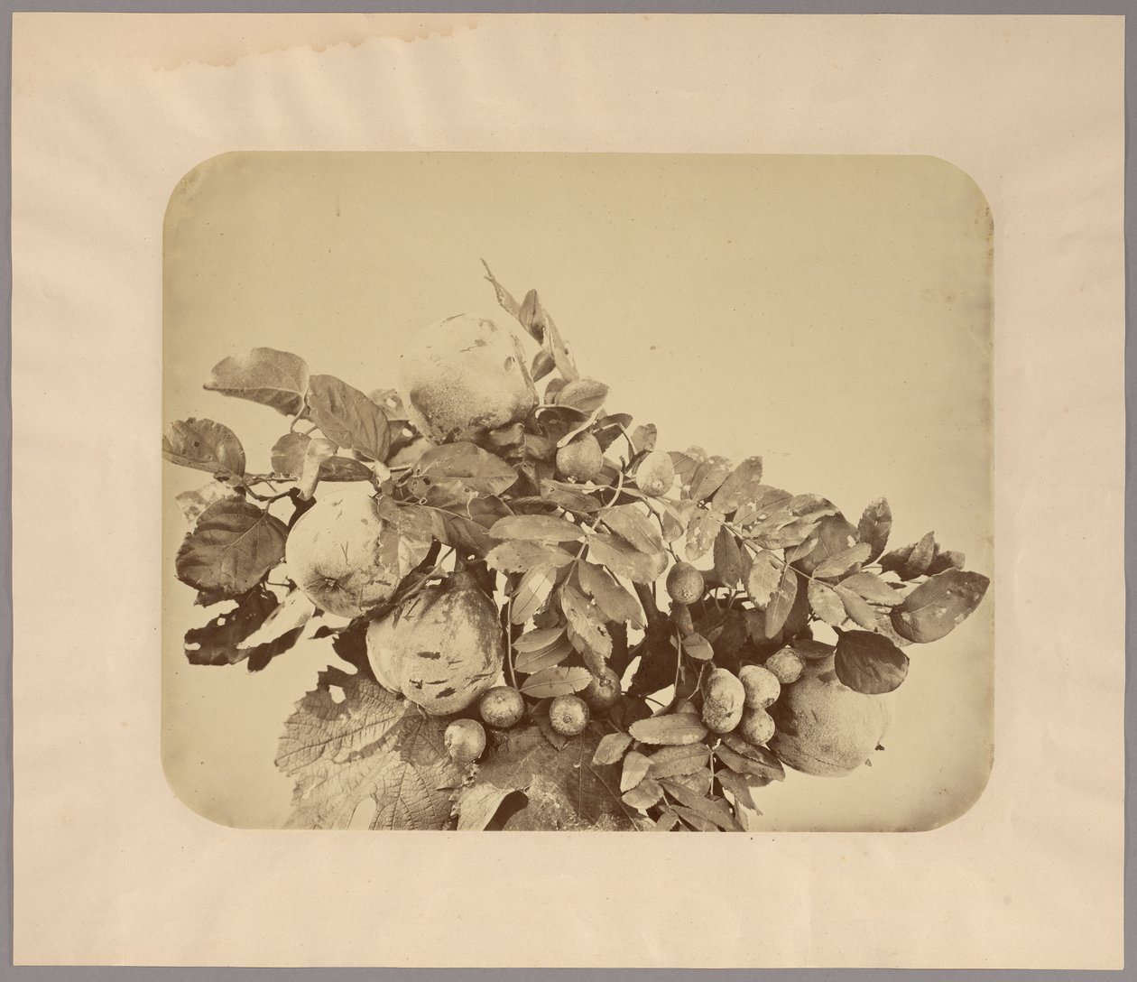 Naturaleza muerta con membrillos y bayas de Adolphe Braun