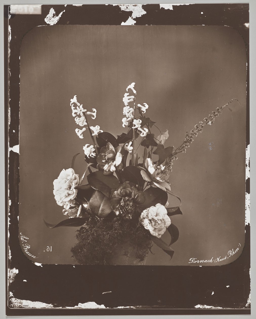 Sin título (arreglo floral) de Adolphe Braun
