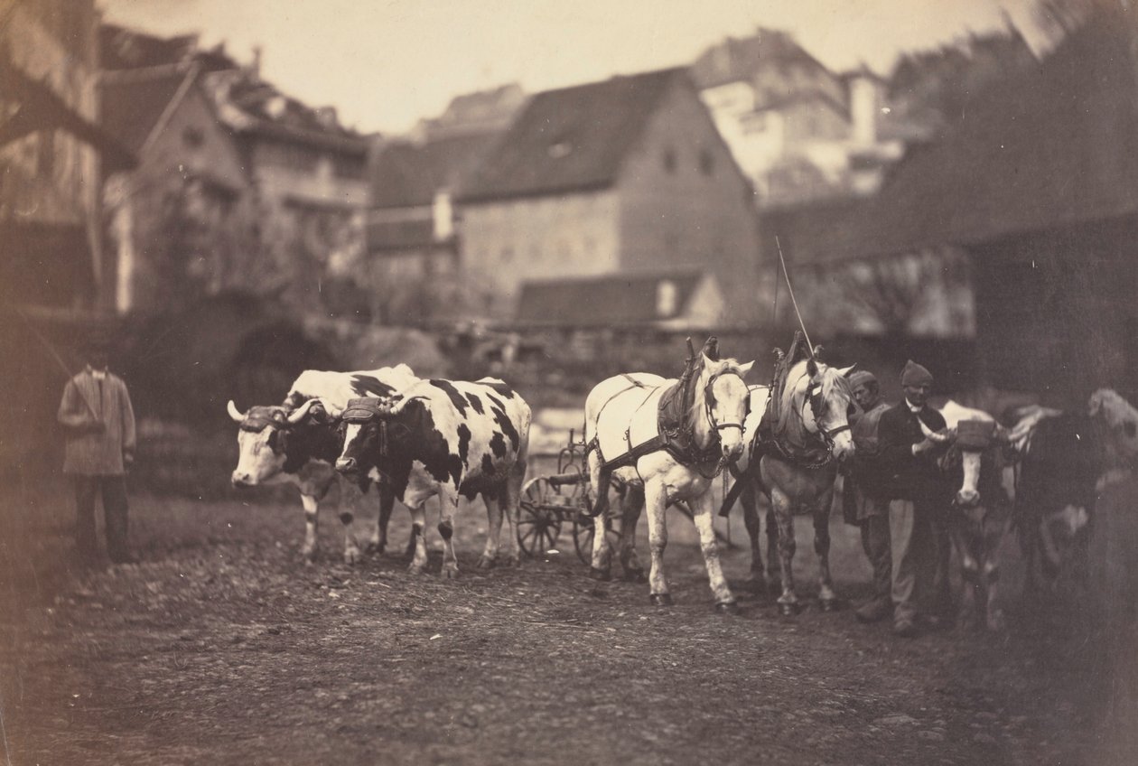 Animales de granja sin título, 1850s de Adolphe Braun