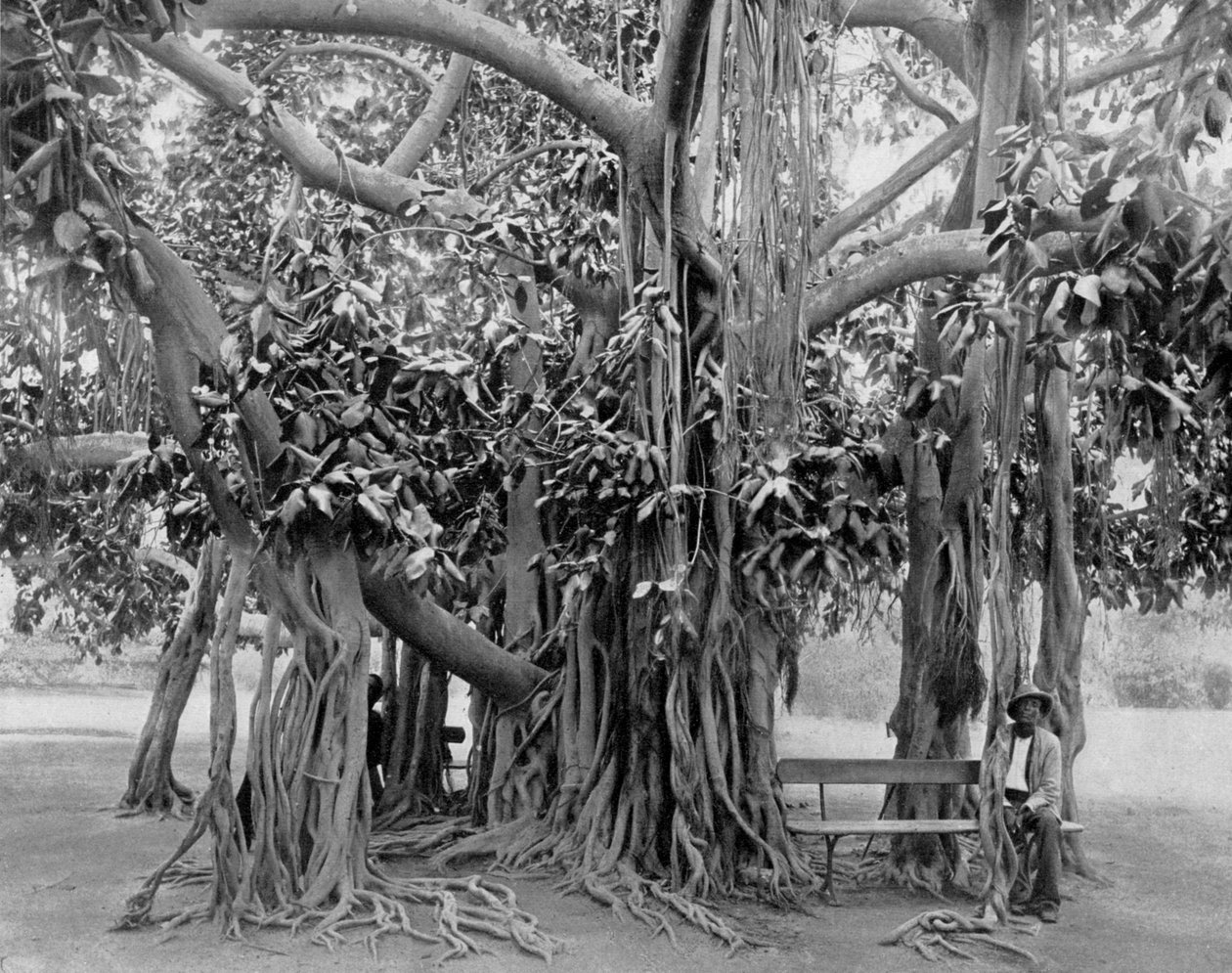 Árbol de banyán, Kingston Park, Jamaica, c1905 de Adolphe Duperly and Son