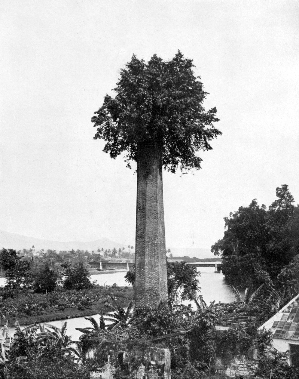 Árbol creciendo en la vieja chimenea de la hacienda azucarera, Jamaica, c1905 de Adolphe Duperly and Son