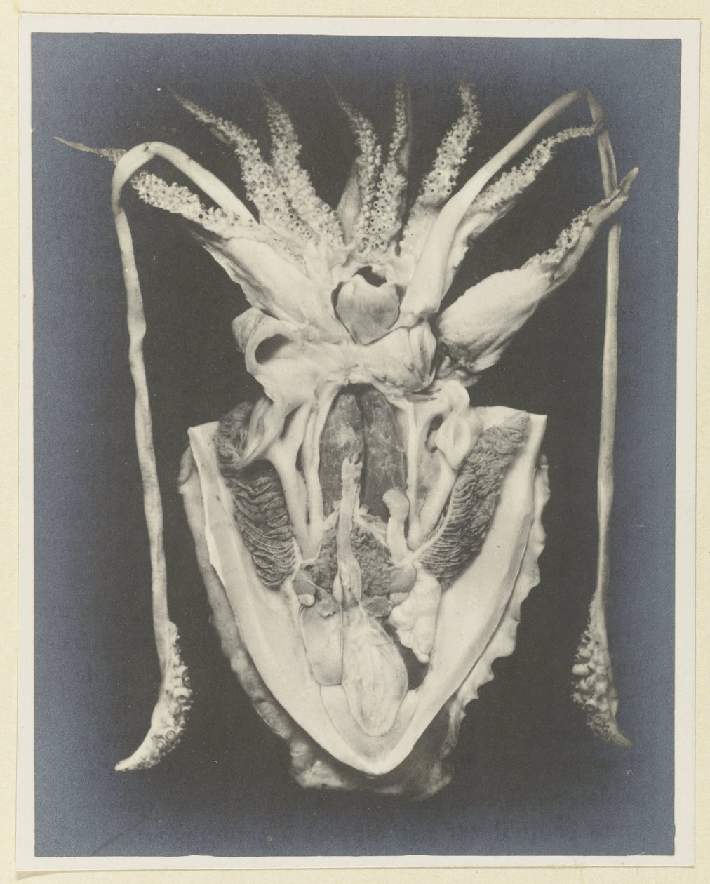Anatomía de un calamar Anatomy de la Seiche (título sobre el objeto) de Adolphe Louis Donnadieu