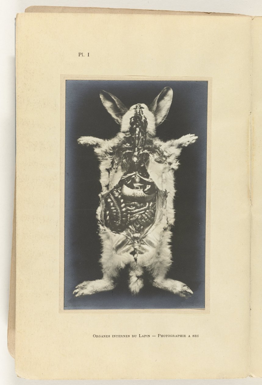 Conejo abierto con los órganos visibles Organes internes du lapin -Fotografía a seg de Adolphe Louis Donnadieu