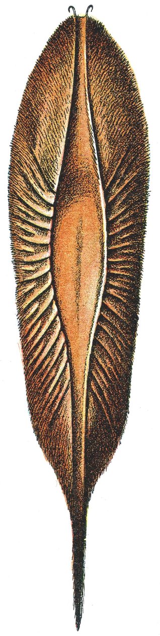 Estuche de huevo de una quimera de Adolphe Philippe Millot