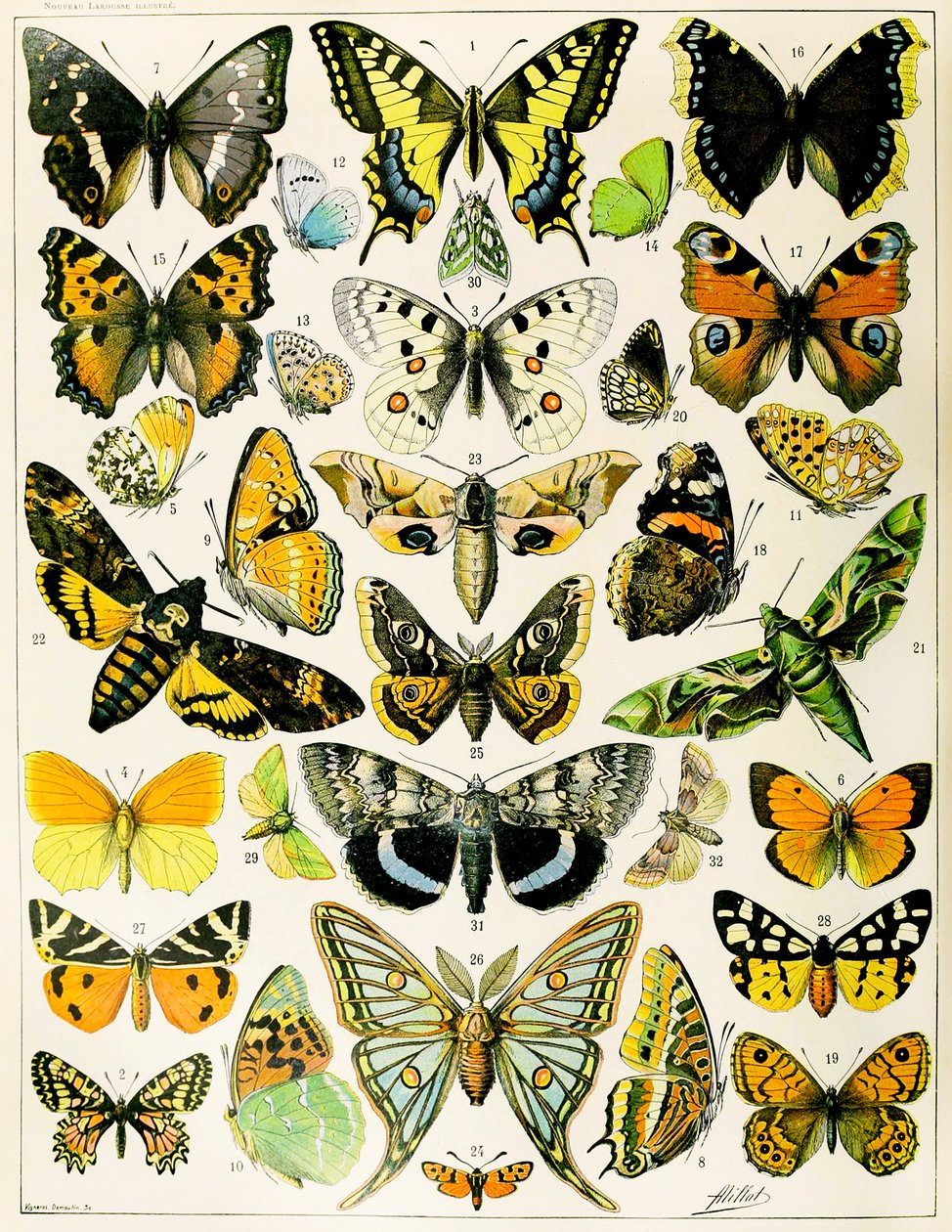 Ilustración de mariposas y polillas c.1923 de Adolphe Philippe Millot