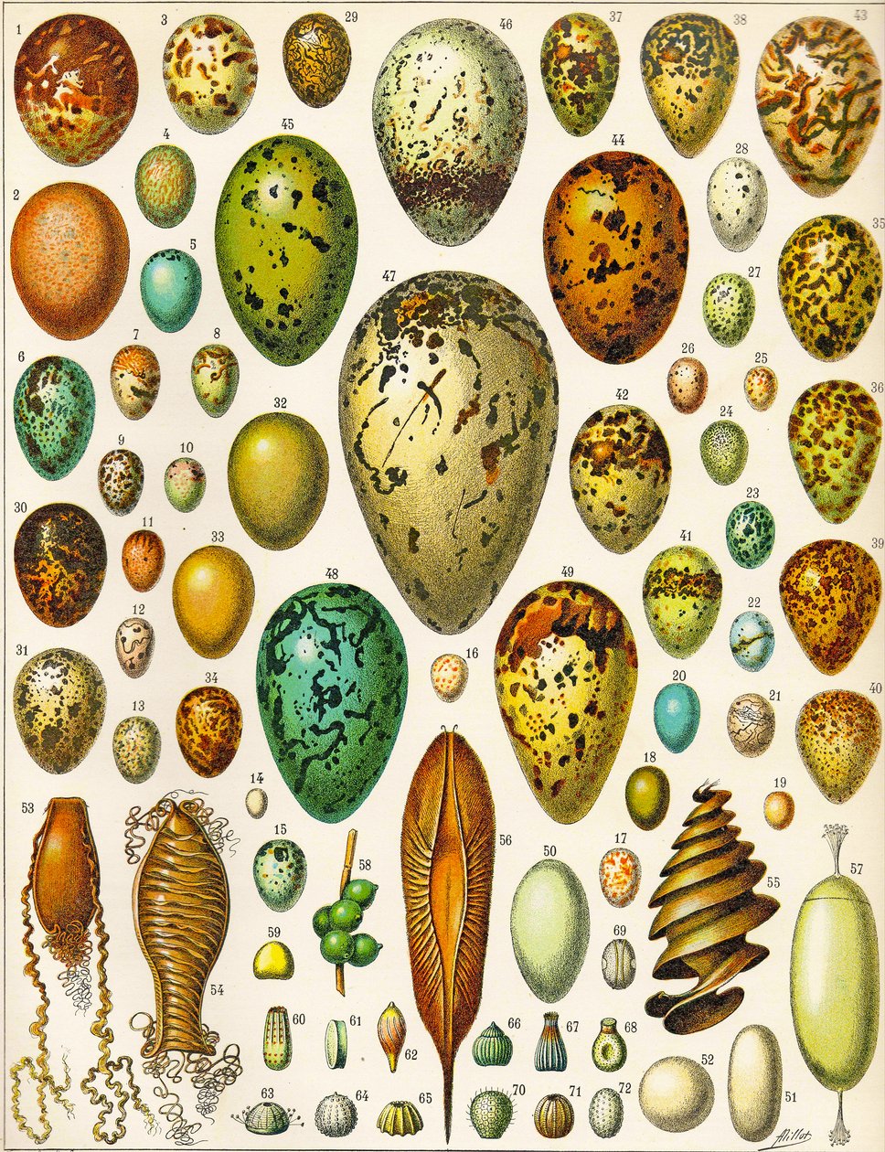 Ilustración de huevos de Adolphe Philippe Millot