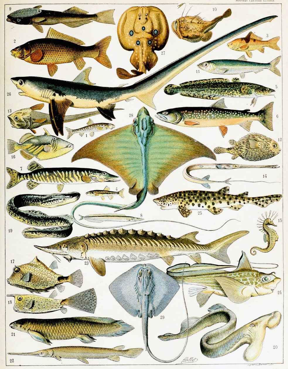 Ilustración de pez c.1923 de Adolphe Philippe Millot