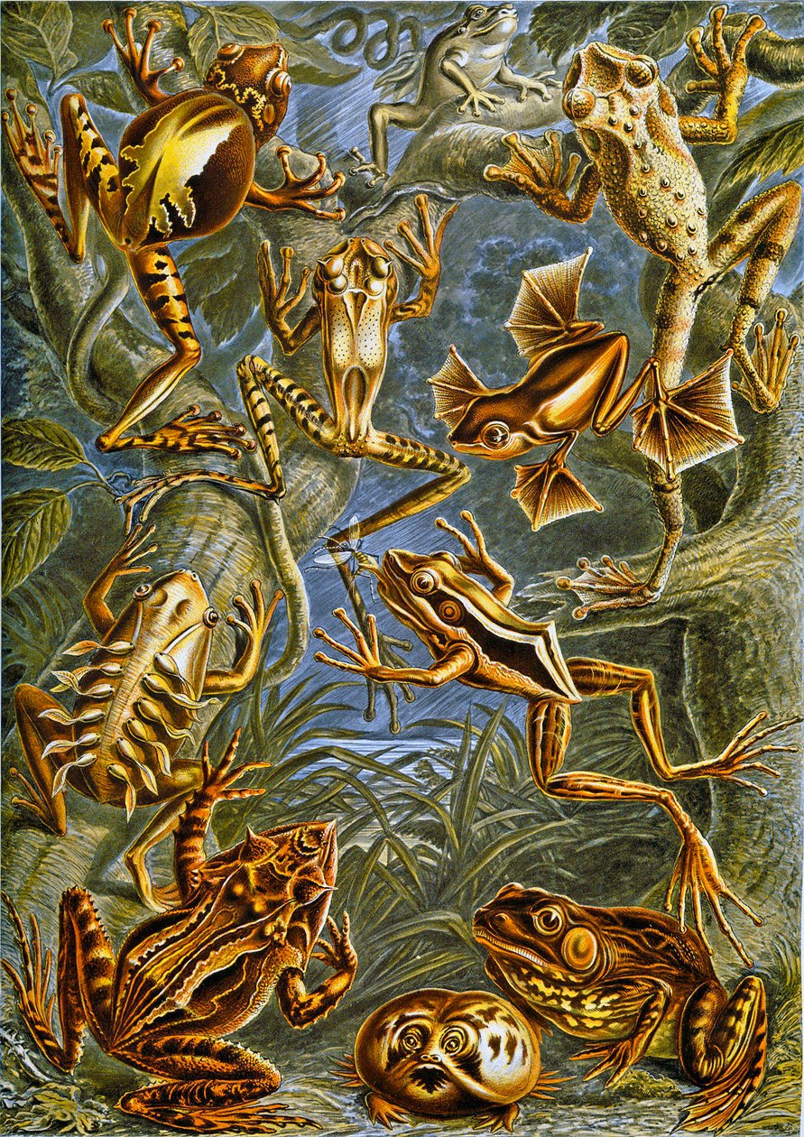 Ilustración de ranas y sapos de Adolphe Philippe Millot